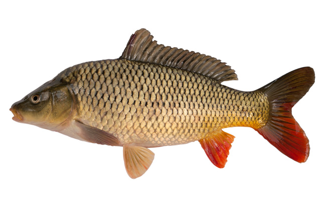Třeboňský kapor